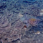 サンゴ礁と同化しちゃって見づらいけど、泳ぐウミガメ。八丈島の底土ビーチでのシュノーケルで🤿

砂浜からすぐのところにサンゴ礁があってウミガメが泳いでいて、八丈島は本当に海がきれいなんだなぁ。