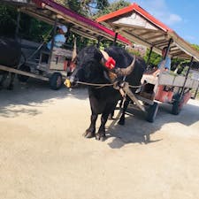竹富島にて水牛車🐃