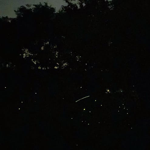 信州辰野ほたる祭り