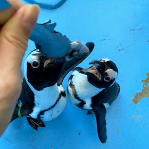 松江フォーゲルパークでペンギンに餌やり。くちばしでさかなを挟んで引っ張る力がとっても強かった！

なるべく違う個体にエサをあげたかったけど、強いのにどうしても持ってかれちゃって、まさに弱肉強食でした🐧