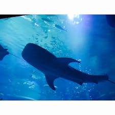 #大阪　#海遊館
半日くらいいた気がする笑