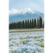 #山中湖花の都公園
#富士山
#ネモフィラ