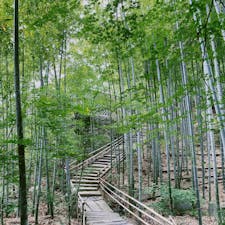 四国村の竹林。入場料1600円は高いのではと思ったけど、思いのほか見応えある場所で、ゆっくり見たら半日はかかるかも。