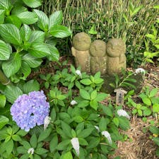#紫陽花
#長谷寺
#鎌倉
#お地蔵様