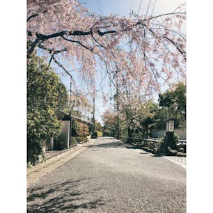 枝垂れ桜が綺麗🥺

#京都府 #京都 #嵐山