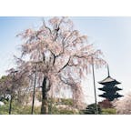 #東寺

桜が満開で見応えありました😊

#京都府 #京都