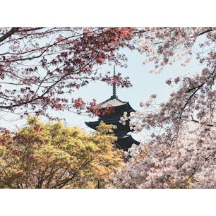 #東寺

#京都府 #京都