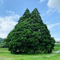 トトロの木。


#山形
#鮭川村
#小杉の大杉