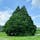 トトロの木。


#山形
#鮭川村
#小杉の大杉