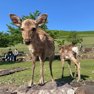 近くで撮らせてくれました！😍
訪問時期は5月上旬。鹿達は冬毛から夏毛に生え変わるシーズンだそう。

#奈良　#若草山　#鹿　#観光スポット