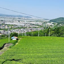 牧之原台地(静岡)

防霜ファンが茶畑を見張るように立っていました。
盛夏の日差しの中、テクテクと金谷駅から茶の都ミュージアムを目指して👒

静岡県といえばお茶の生産量国内No.1で有名。2019年に史上初めて鹿児島県に抜かれてしまいますが、2020年(産茶)、2021年(一番茶)では1位に返り咲いています。🌸(👉農林水産省による統計)
ただ年毎の推移は下降気味の模様⤵️

同県での茶の栽培の始まりは、鎌倉時代。僧弁円（聖一国師）が宋に留学後、茶種を持ち帰り栽培を始めたのだとか。
徳川将軍とも縁が深く、家康は阿部川流域で栽培される阿部茶(本山抹茶)を愛飲。また大政奉還後に慶喜と共に駿府へ移住した護衛兵(新番組)は新たな生計手段として牧之原台地で茶栽培を始めました(武士の商法)。🍵明治には生糸に次ぐ主要輸出品目にランクイン。🥈

美味しいお茶の背景には、こうした歴史の積み重ねがあったのですね📝

最後に江戸前期の俳人も訪れたということで一句ご紹介。🖌

馬に寝て　
　　　残夢月遠し　
　　　　　茶のけぶり

(『野ざらし紀行』松尾芭蕉)

2022.07.01
Slytherin🐍