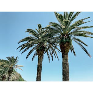 #堀切峠

海岸線に沿ってヤシの木が生えていて南国を感じます😊

#宮崎県 #宮崎