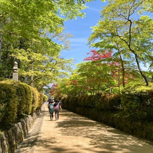 #新緑　が青空に映えて綺麗でした📸
撮影日：2022/5/2

#和歌山　#高野山　#木漏れ日