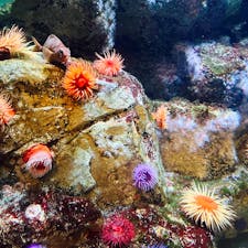 葛西臨海水族園

7月の日曜日だったけど、9時半開園で人が並び始めたのが9時15分くらい。入場規制の可能性が出ていたけど、激混みというわけではなかったので、子ども目線でもしっかり楽しめました。

葛西臨海公園にある観覧車は冷房もついているので、夏場も安心。水族園のチケットをみせれば、割引になります。