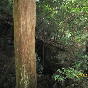 愛宕山電鉄跡
京都愛宕山登山ケーブル
愛宕山登山道から見える、遺構


#サント船長の写真