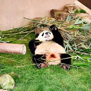 娘と同い年の楓浜
パンダをこんなにじっくり近くで見たの初めてかも！これだけで来た甲斐あり

#アドベンチャーワールド　#和歌山の旅　#1歳子連れ旅