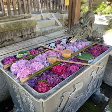 京都　柳谷観音💠色とりどりの紫陽花がとてもきれいでした✨