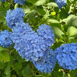 京都　柳谷観音💠ハートの紫陽花💠