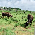 シュガーロードの牛🐃
サイクリングするとたくさんの牛に出会えます！

#沖縄 #小浜島 #離島 #シュガーロード #牛 #放牧 #ちゅらさん #夫婦2人旅 #新婚旅行