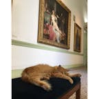 フランス　ニース美術館
猫が寝ていた！