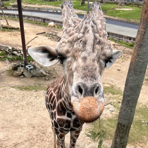 アドベンチャーワールド