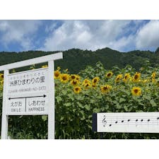 #岐阜　#ひまわり畑