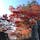 岩手公園の石垣と紅葉🍁