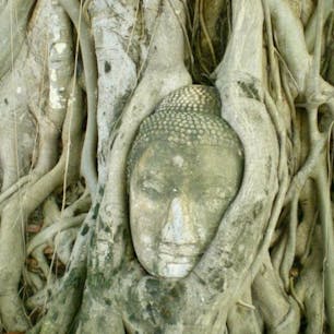 🇹🇭Ayutthaya
頭が切り落とされた仏像が並んでて、異様な雰囲気で考えさせられる。
広いけど静けさが印象的。
