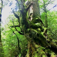 🇯🇵鹿児島 屋久島
屋久島の魅力は苔だと思う。
雨が降った後の屋久島がキラキラしててより好き。