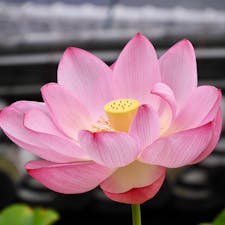 京都
大谷本廟
古代の蓮(大賀蓮)
今から二千数百年前の一粒の種から開花させたものを、貰い受けてお育てになられたということです。朝8時半くらいにお参りいたしました。