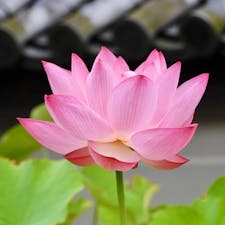 京都
大谷本廟
古代の蓮(大賀蓮)