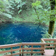 天候は曇りで、隣りにある鷄頭場の池は普通の色なのに、なぜ青いのか不思議です。