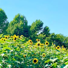 2022.7.24 ハーベストの丘