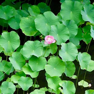 大谷本廟
入り口近くの蓮です。