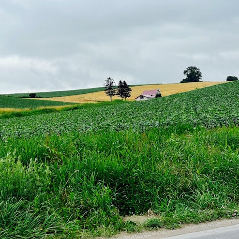 赤い屋根のある丘(赤い屋根の家)