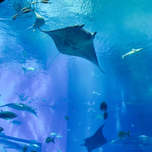 沖縄美ら海水族館