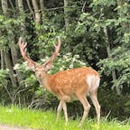 野生の鹿に遭遇しました。