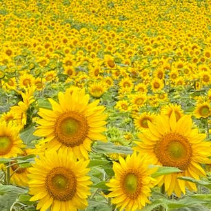 北海道
眩しい向日葵畑