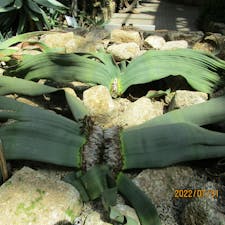 奇想天外(きそうてんがい)
京都府植物園


#サント船長の写真