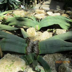 奇想天外(きそうてんがい)
京都府植物園


#サント船長の写真