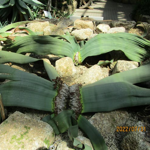 京都府立植物園