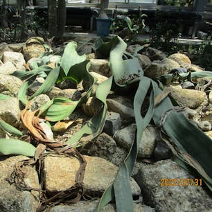 奇想天外(きそうてんがい)
京都府植物園

キソウテンガイ(奇想天外) 　は、アフリカ・ナミブ砂漠の固有種で、 グネツム目ウェルウィッチア科ウェルウィッチア属の裸子植物です。 本主だけで、１科１属１種を成します。 
葉は生涯に２枚しか出さず、一生延び続けます。 雌株と雄株が別株の雌雄異株で、雌花、雄花ともに松笠状の形をしています。 花は葉腋に穂状に付きます、 
主根と、スポンジ状（海綿状）の支根が広範囲に広がり地下水を吸収します。 日中極暑で、極少降水量の砂漠地帯で生き延びるため、葉のクチクラ層が厚く、 葉両面に気孔があり大気中の湿気（霧）を吸収すると共に、根から吸い上げた地下水で 葉を冷やしています。 
寿命が長い植物で2,000年生きるとされます。 

#サント船長の写真