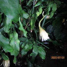 月下美人
京都府植物園


#サント船長の写真