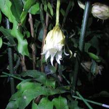 月下美人
京都府植物園

月下美人の花には強い香りがあり、花を見なくても、漂い始める香りで咲き始めたことがわかるほど。初夏から秋まで開花を続けますが、連続的に咲くのではなく、2～3回ほどにまとまって開花します。蕾は、大きく育った株の茎葉の各節につきますが、株の栄養状態によっては、しだいに落花してしまうこともあります。
メキシコから中米にかけて分布し、樹木の上に着生して育ちます。近縁種のクジャクサボテンが昼間開花するのに対し、月下美人は夕方から咲き始め、朝にはしぼんでしまいます。なお、姫月下美人（Epiphyllum pumilum）との交配によって‘満月美人’という品種ができています。

#サント船長の写真