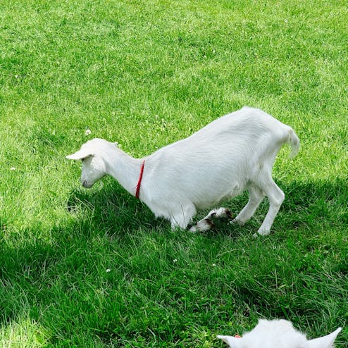 北海道・十勝花畑牧場