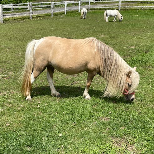 北海道・十勝花畑牧場