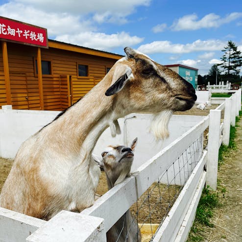 北海道・十勝花畑牧場