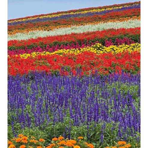 展望花畑 四季彩の丘