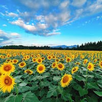 津南の向日葵広場。

黄色の世界。

#津南
#ひまわり広場