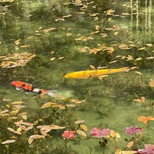 モネの池
写真に撮った方が綺麗に見えました。光の反射で色々な顔を持つ池でした。春夏秋冬行ってみたい
